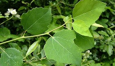 Aspen para o tratamento da prostatite crônica