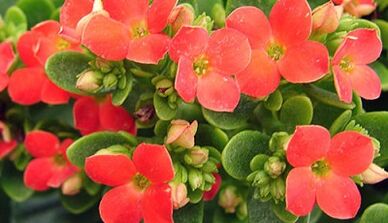 Kalanchoe para o tratamento da prostatite crônica
