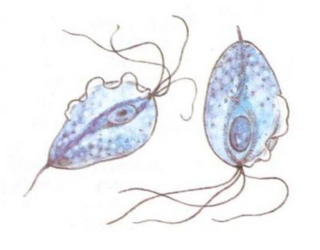 Agentes causadores de prostatite Trichomonas